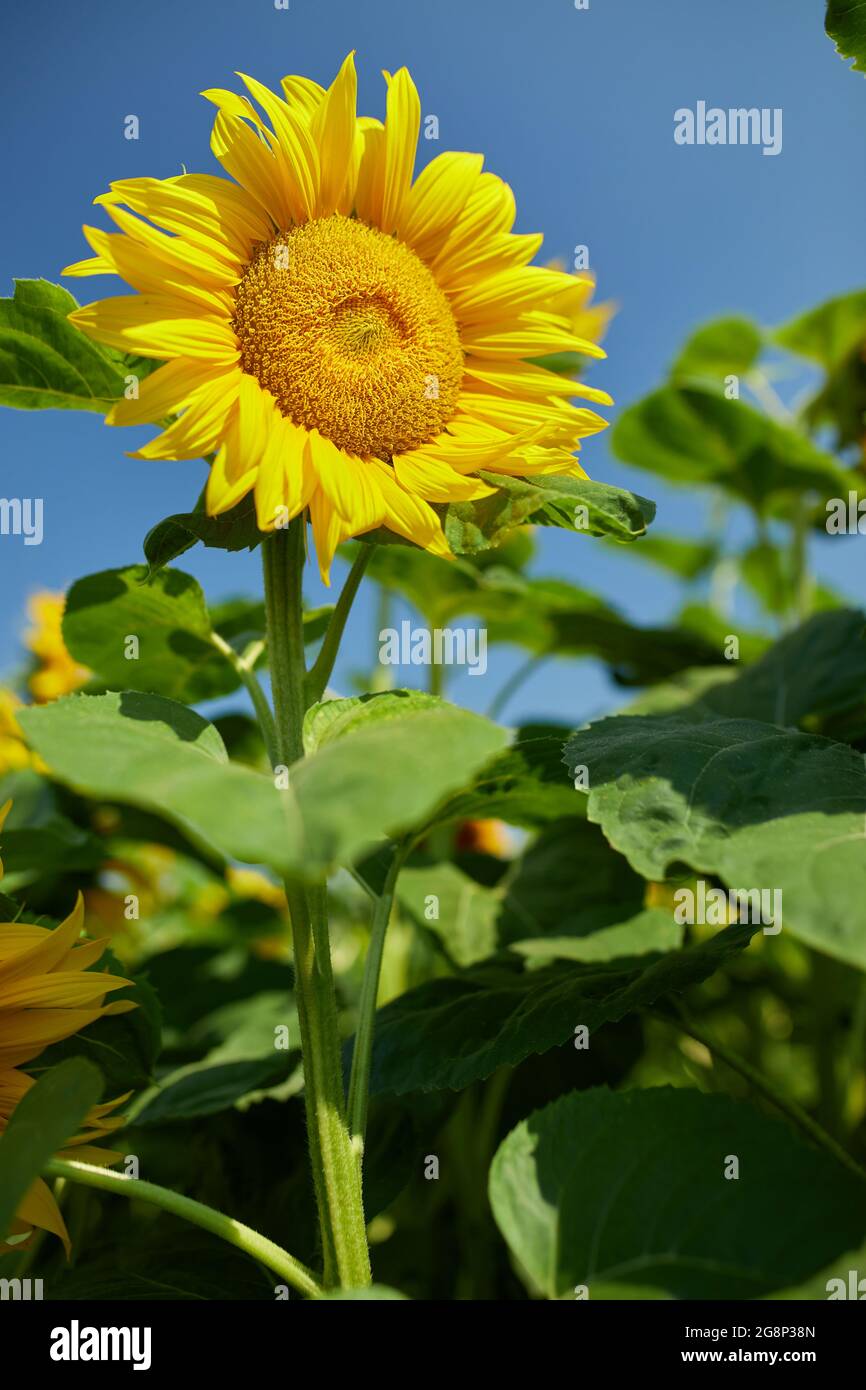 A sunny field of sunflowers in glowing yellow light Stock Photo - Alamy