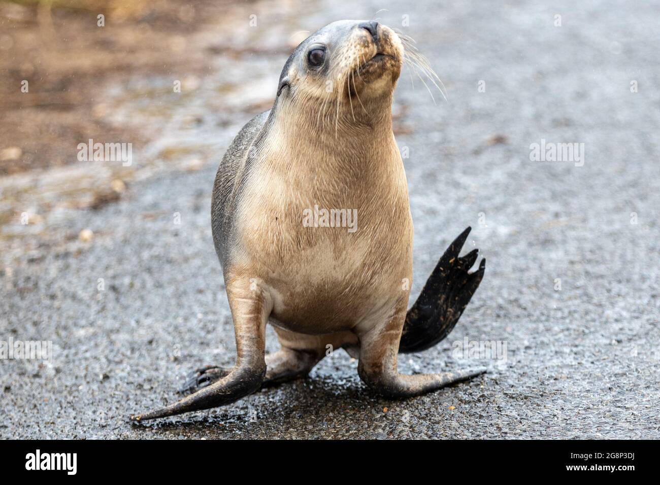 A seal pup walking up the hill in Seal Bay Kangaroo Island South Australia on May 11th 2021 Stock Photo