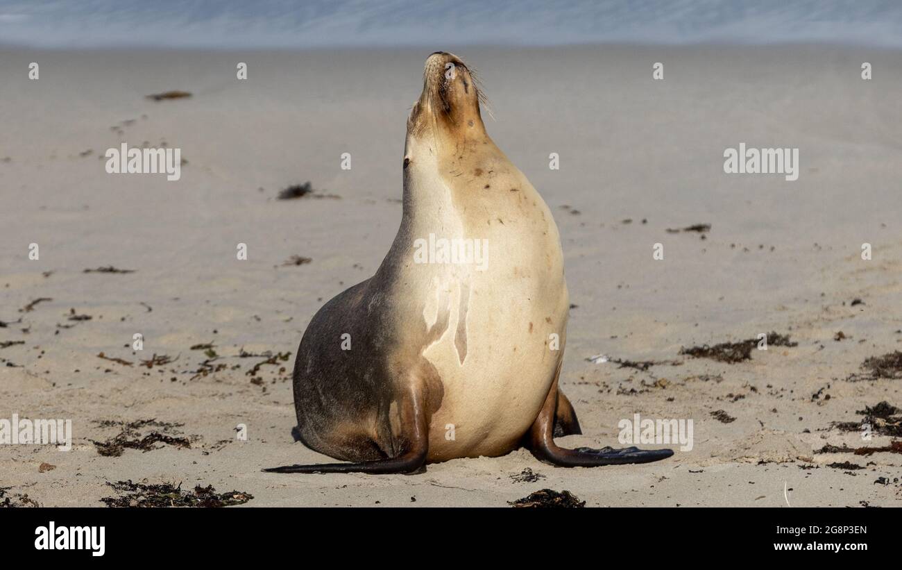 A cow seal resting on the beach on Kangaroo Island South Australia on May 11th 2021 Stock Photo