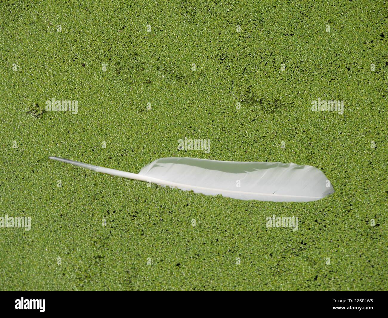 Swan feather floating in duckweed Stock Photo