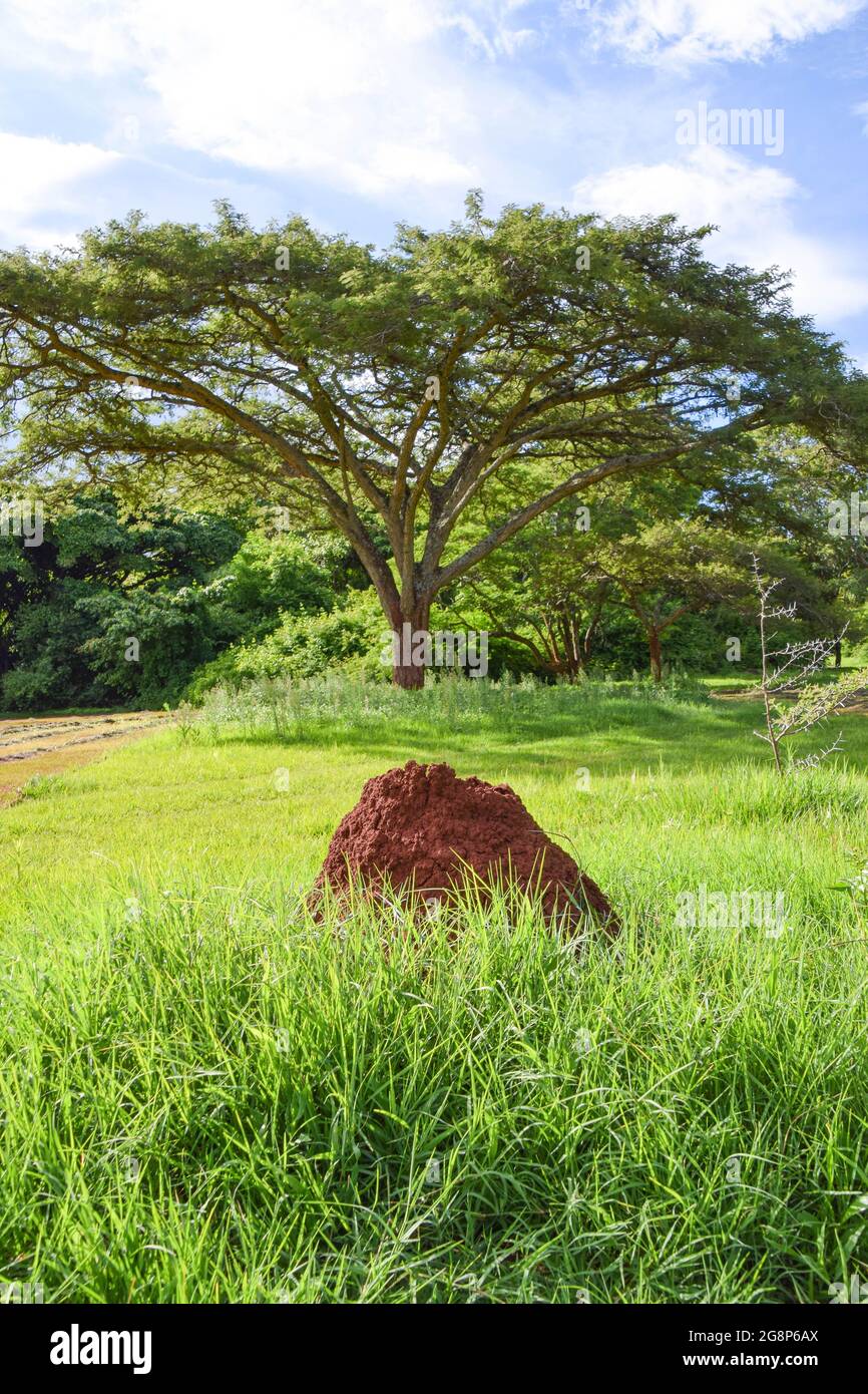 An ant hill in Zimbabwe Stock Photo