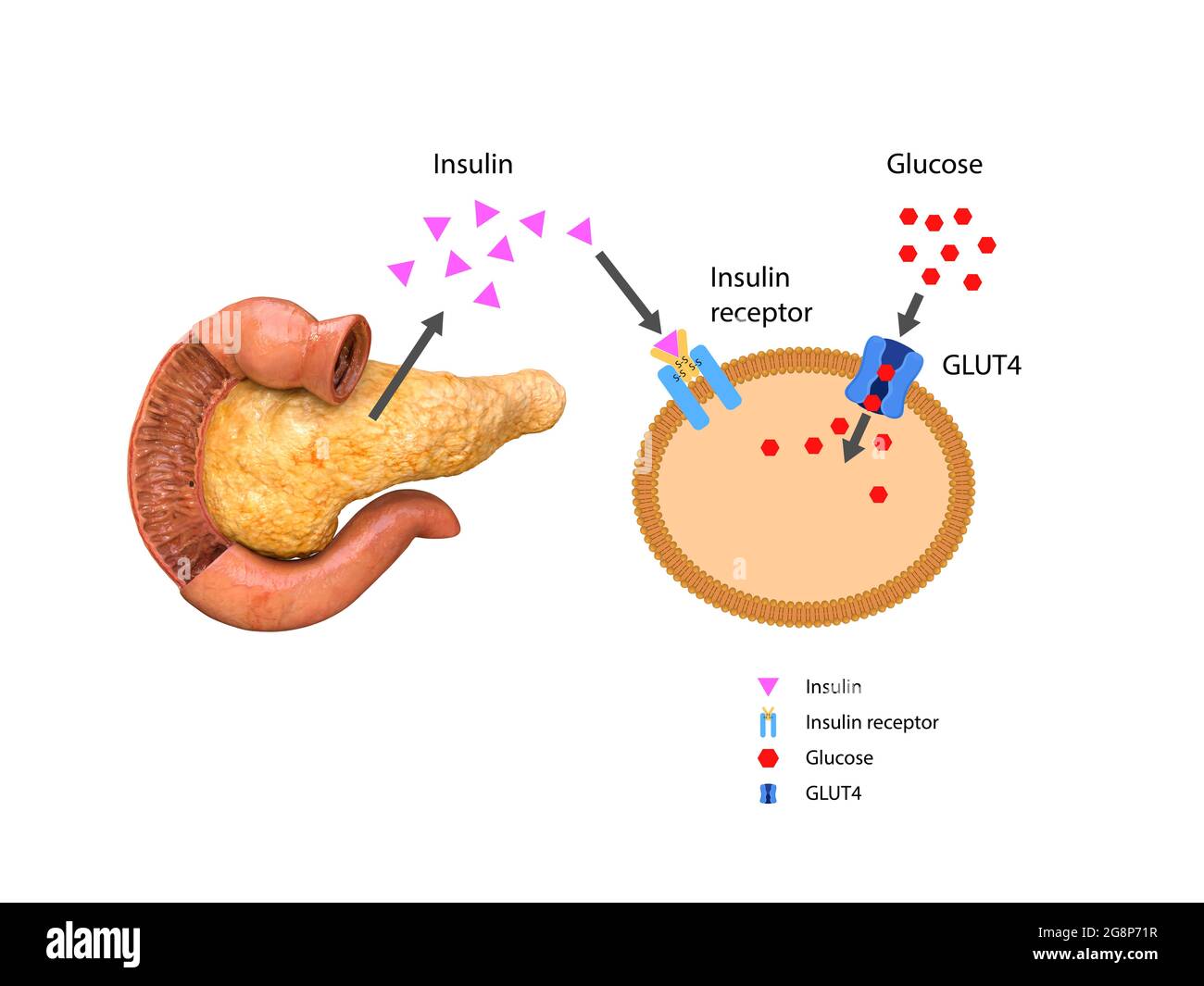 Insulin regulates the metabolism and is the key that unlocks the cell's