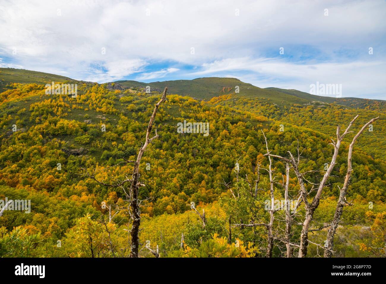 Autumn landscape, La Quesera mountain pass, Riofrio de Riaza, Segovia province, Castilla Leon, Spain. Stock Photo
