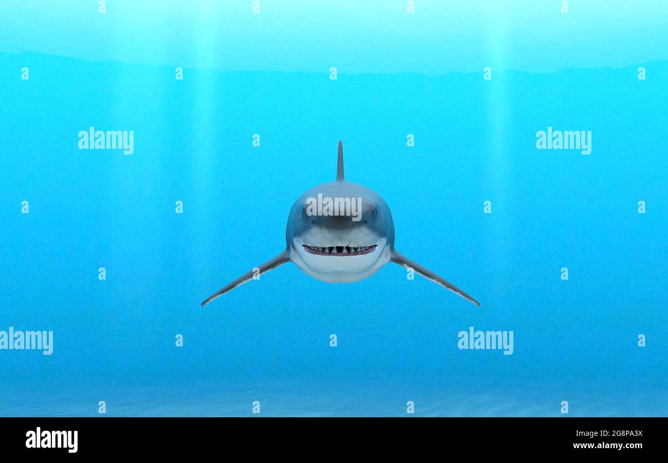 3d illustration of a great white shark swimming through blue ocean ...