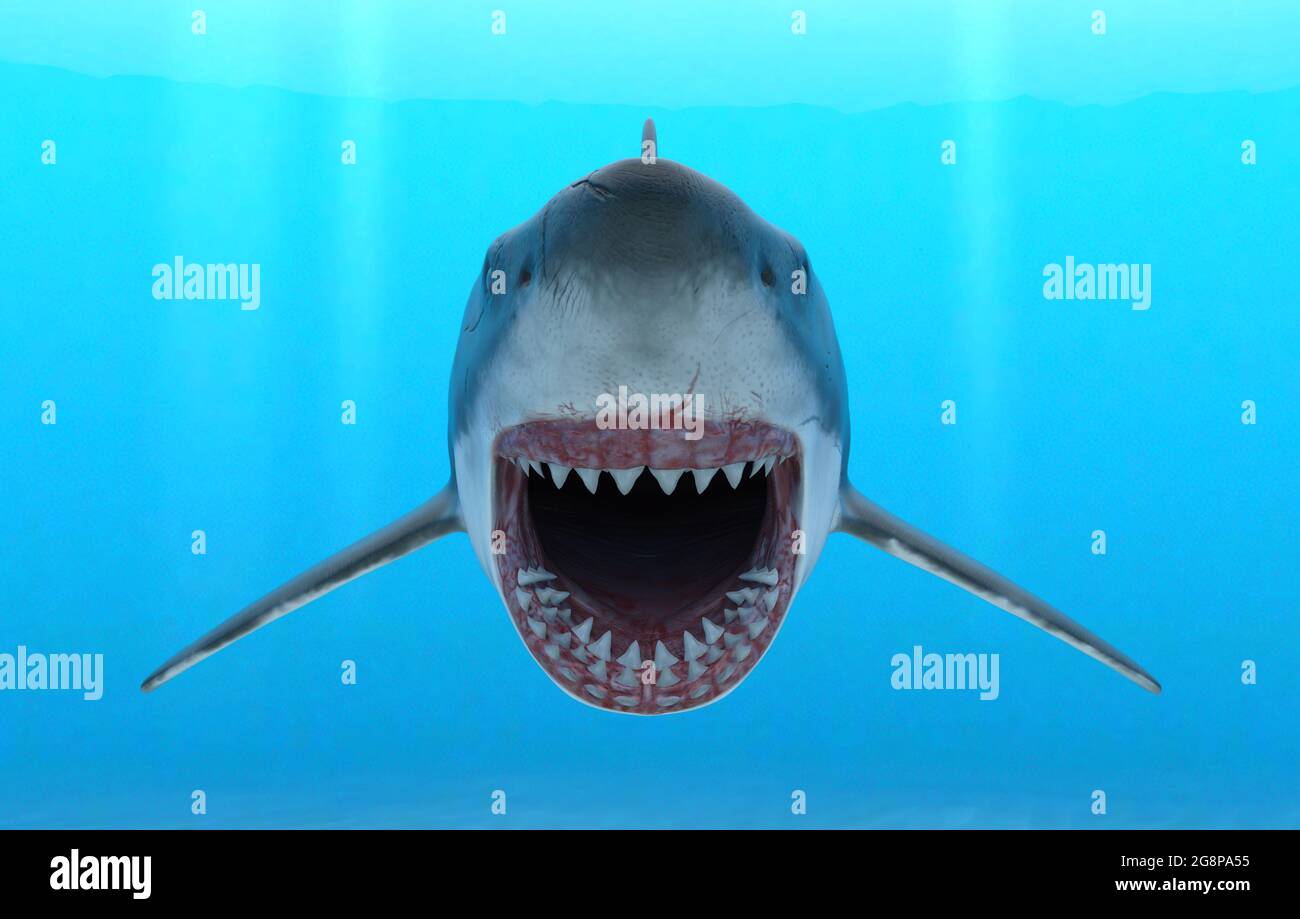 megalodon shark mouth