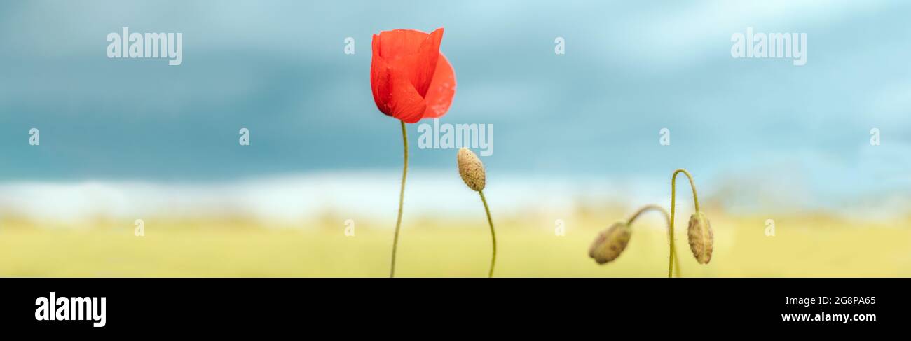 Beautiful nature background with red poppy flower poppy on blue ...