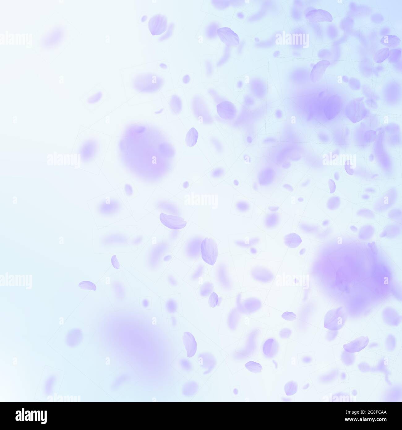 Flower Falling Gradient Violet flower petals falling down. Fancy romantic flowers gradient ...