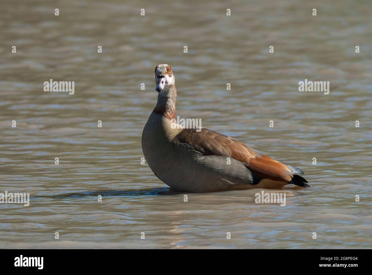 Egyptian Goose , Alopochen aegyptiaca , in wetland environment, Kruger National Park, South Africa. Stock Photo