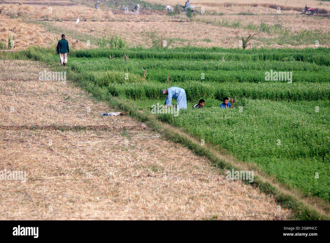 Nile river egypt irrigation hi-res stock photography and images - Alamy