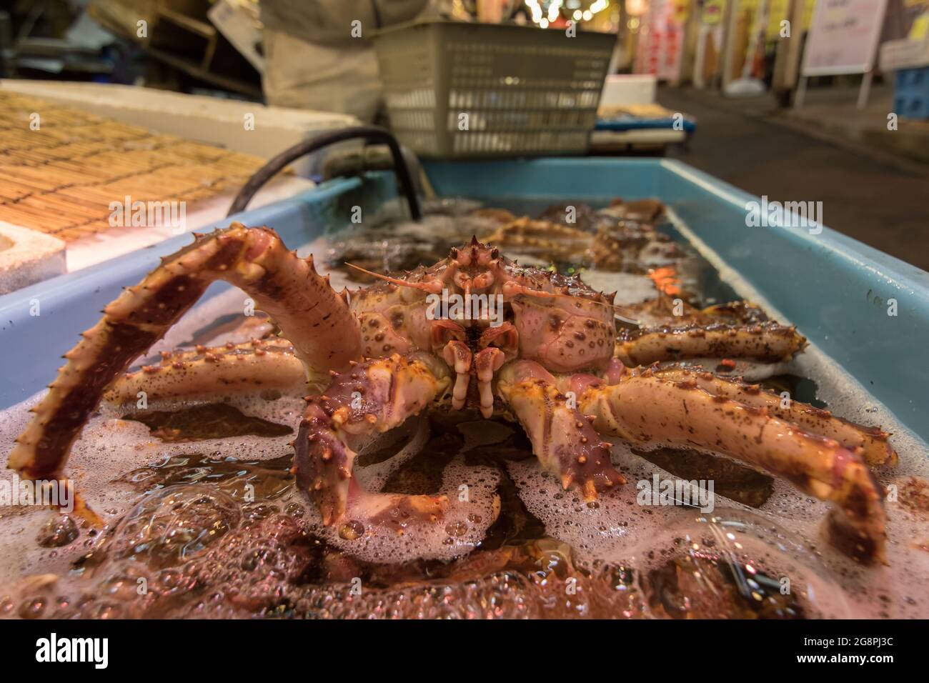 Fresh Japanese hair crab, King Crab of Hokkaido, Japan , Fresh Red King