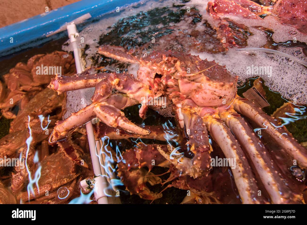 Fresh Japanese hair crab, King Crab of Hokkaido, Japan , Fresh Red King