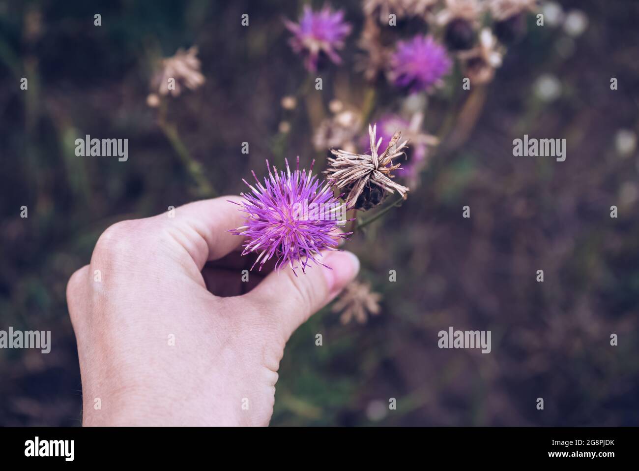 brown knapweed blooming flower in woman's hand  close up view Stock Photo