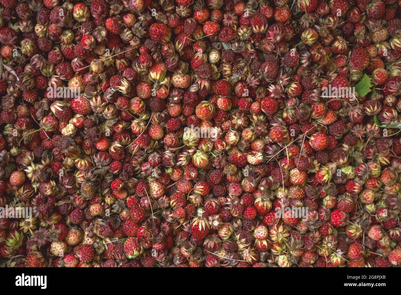 view from above on harvest of creamy strawberry or Fragaria viridis species of wild strawberry that grow in meadows or forest glades Stock Photo