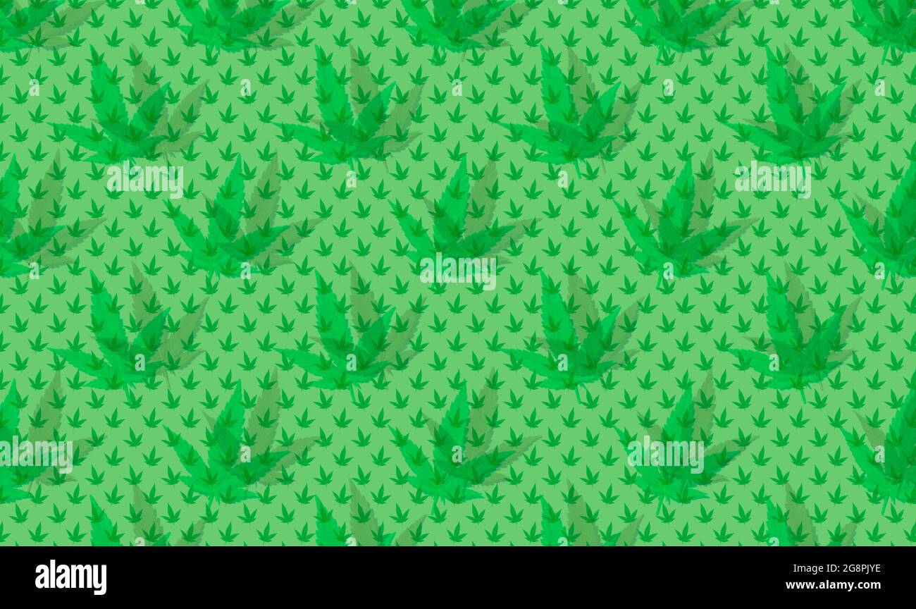 Cannabis green leaves pattern on green background Stock Photo