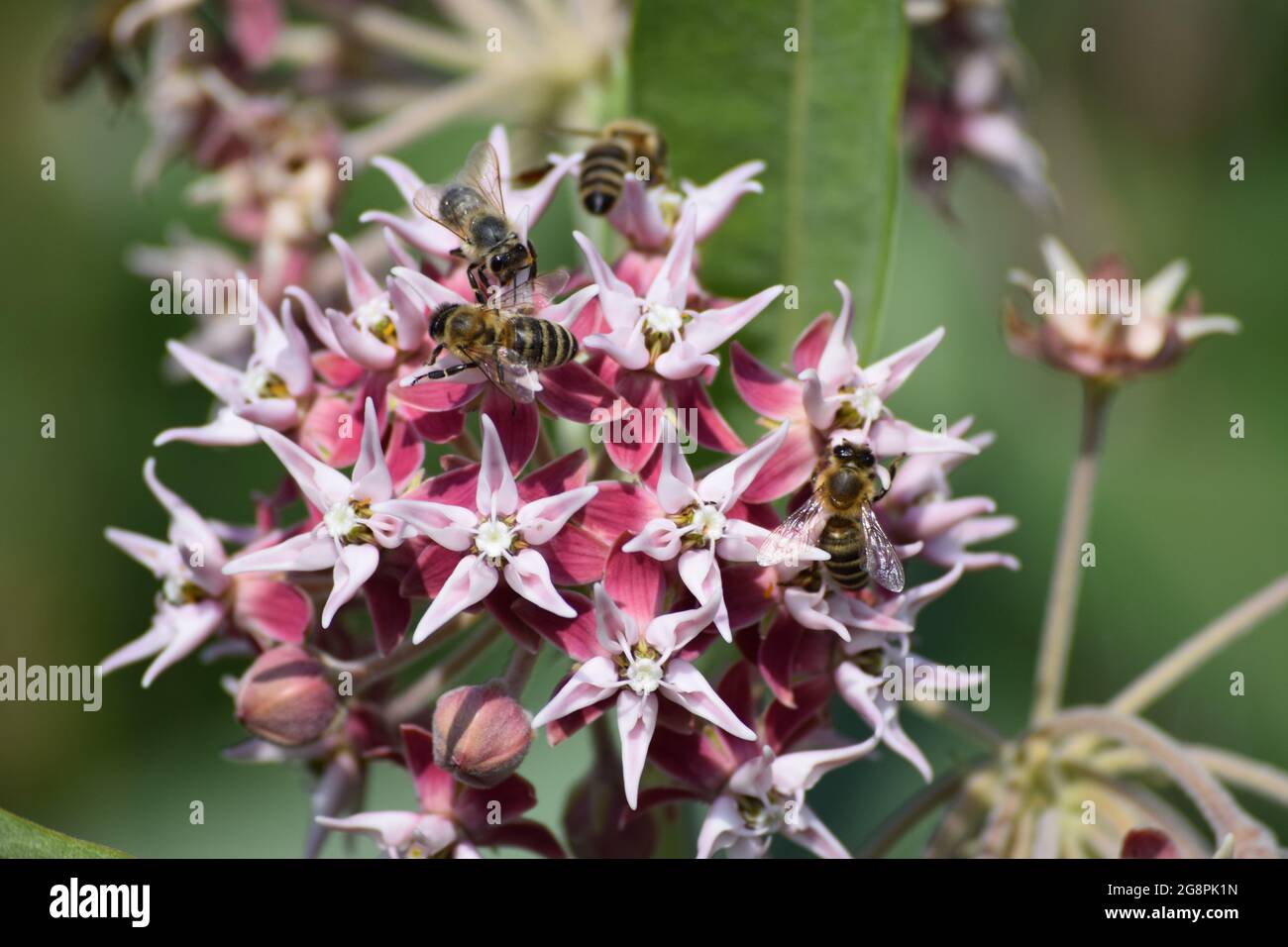 the Bees are crazy about the Milkweed Stock Photo