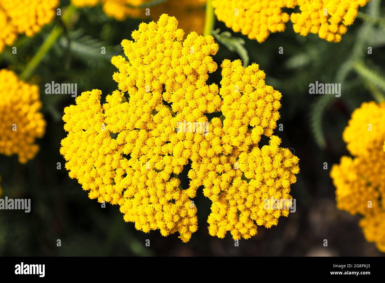 The Yellow achillea flower 'Coronation Gold' (Achillea filipendulina), England, UK Stock Photo