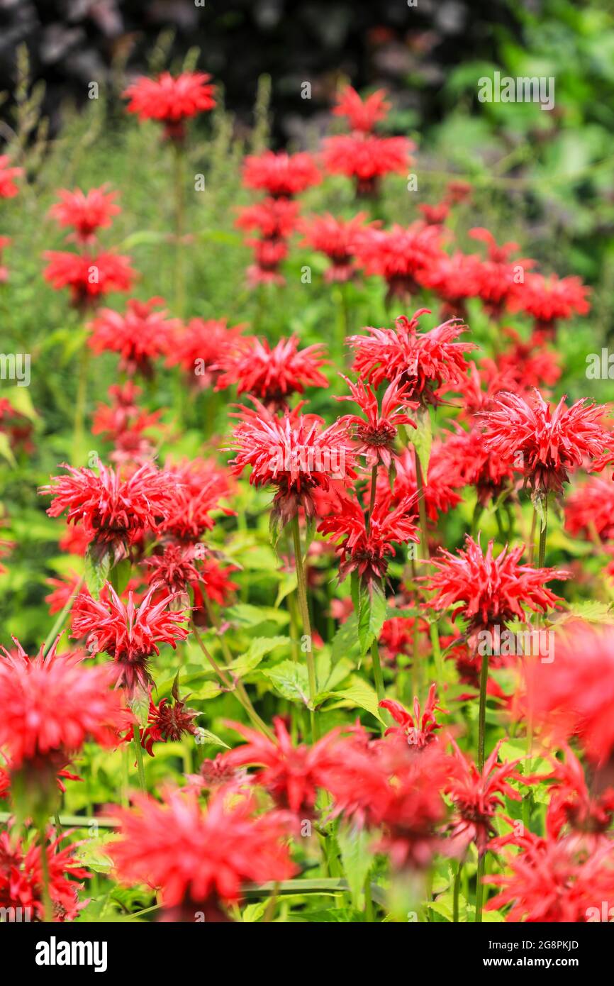 The red flowers of Bee Balm or Bergamot, Monarda 'Cambridge Scarlet', England, UK Stock Photo