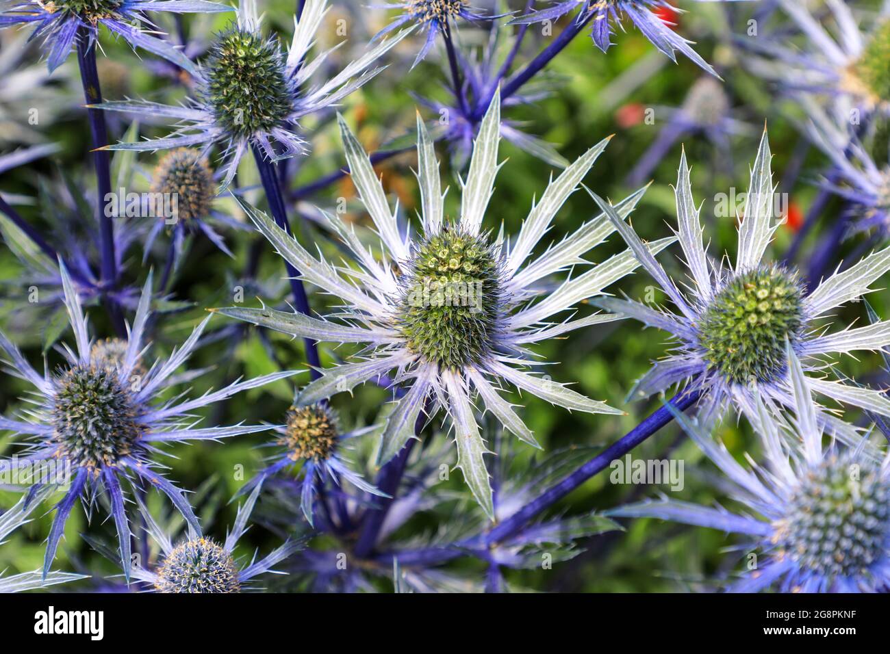 The bright blue spiky flowers of a Sea Holly or Eryngo (Eryngium), England, UK Stock Photo