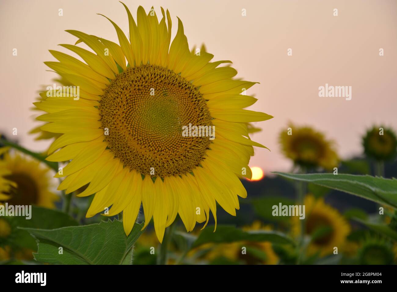 The sun sets over the sunflower field in Dorothea Dix Park in Raleigh North Carolina Stock Photo