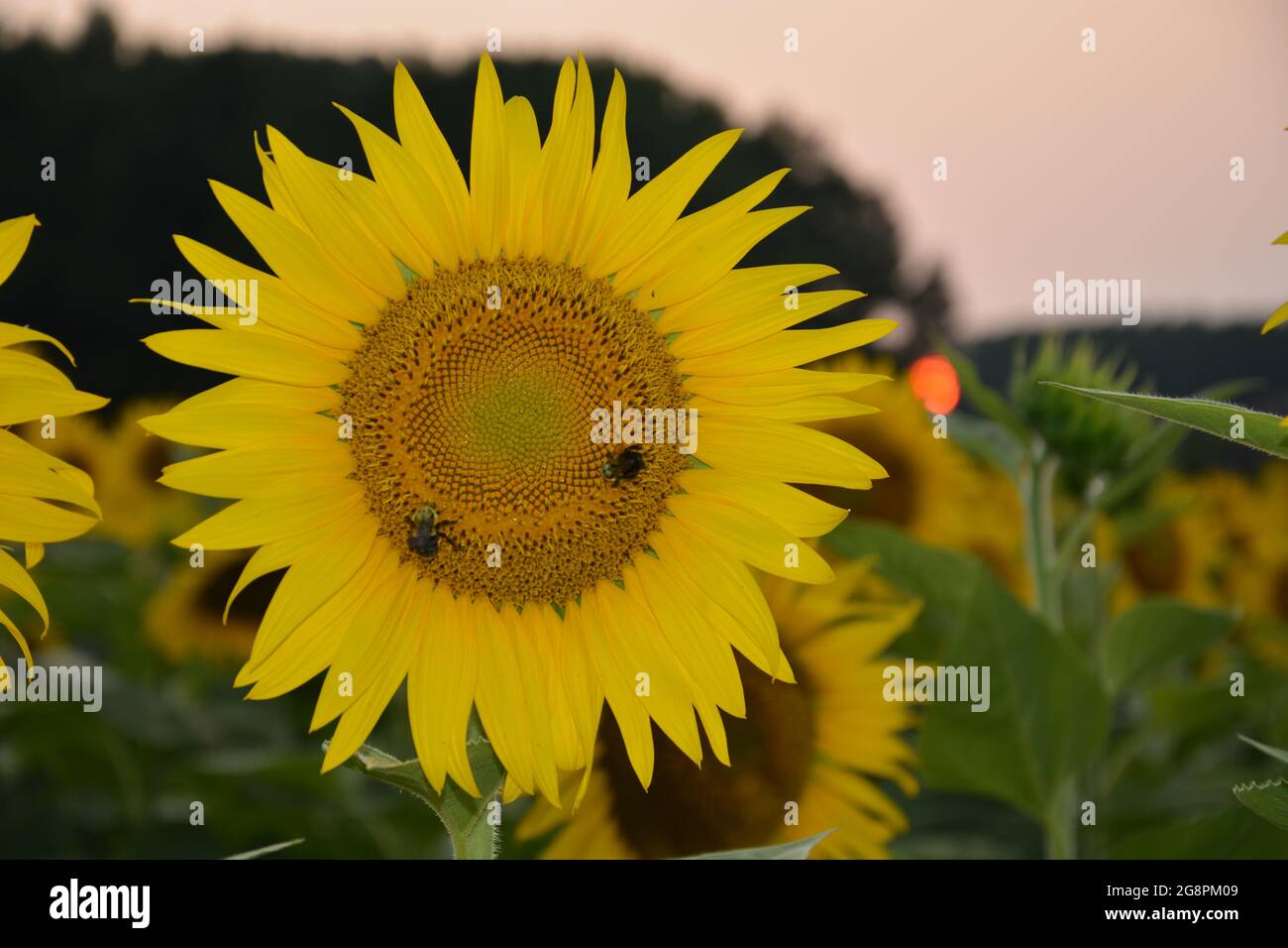 The sun sets over the sunflower field in Dorothea Dix Park in Raleigh North Carolina Stock Photo