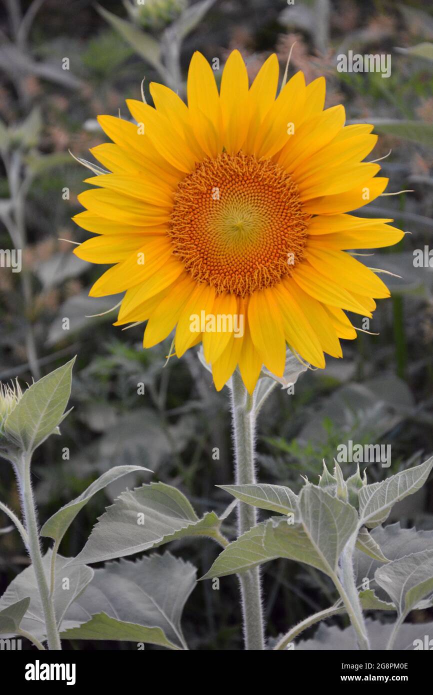 The sunflower field is in full bloom at Dorothea Dix Park in Raleigh North Carolina Stock Photo