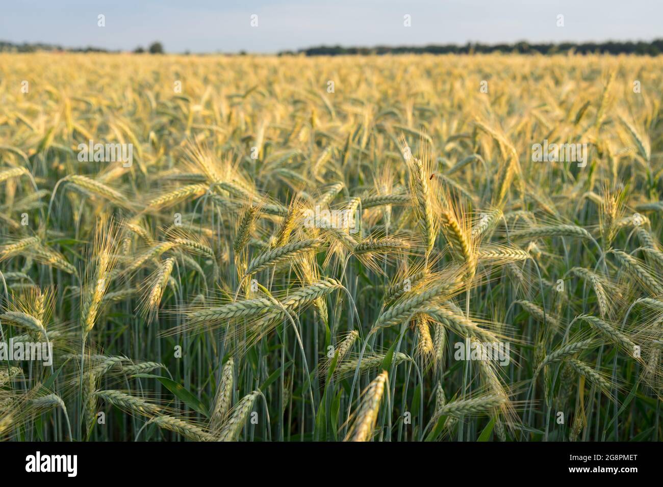 Golden field of corn hi-res stock photography and images - Alamy