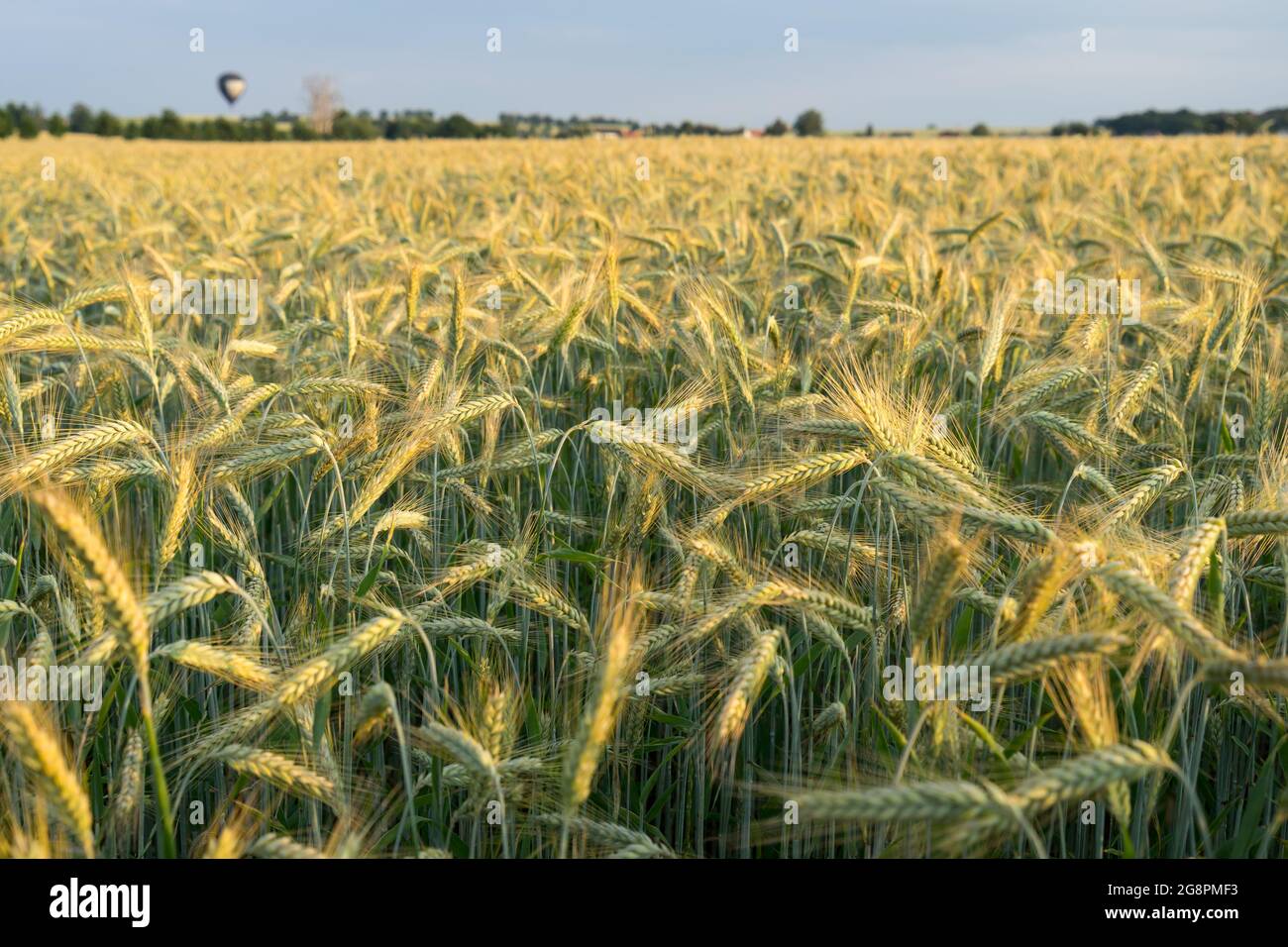 sunny golden wheat field and hot air balloon idyllic rural landscape Stock Photo