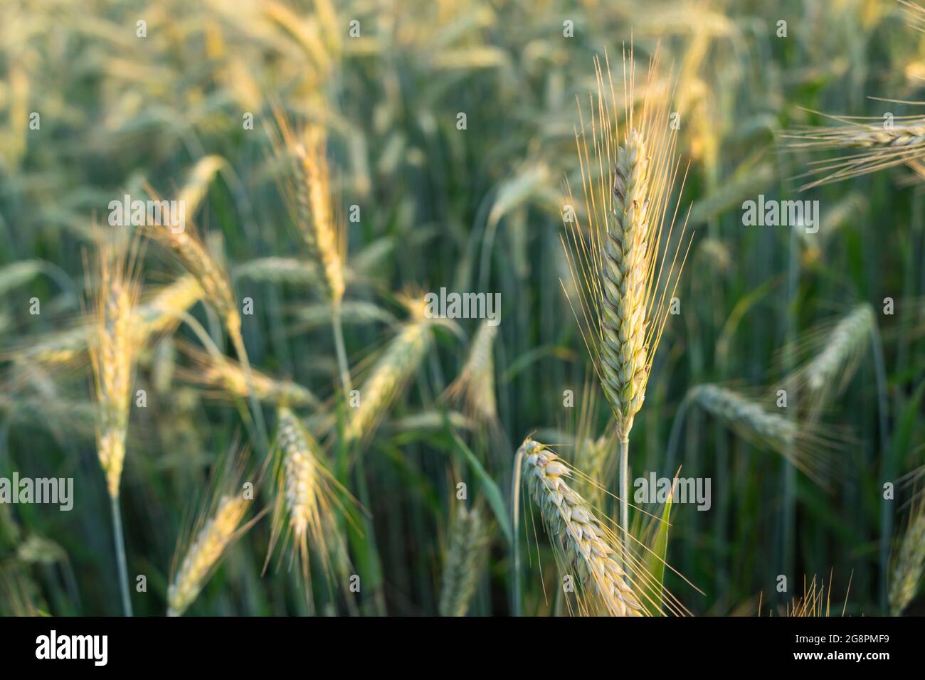 wheat ears in warm sunlight agricultural close-up natural grain field Stock Photo