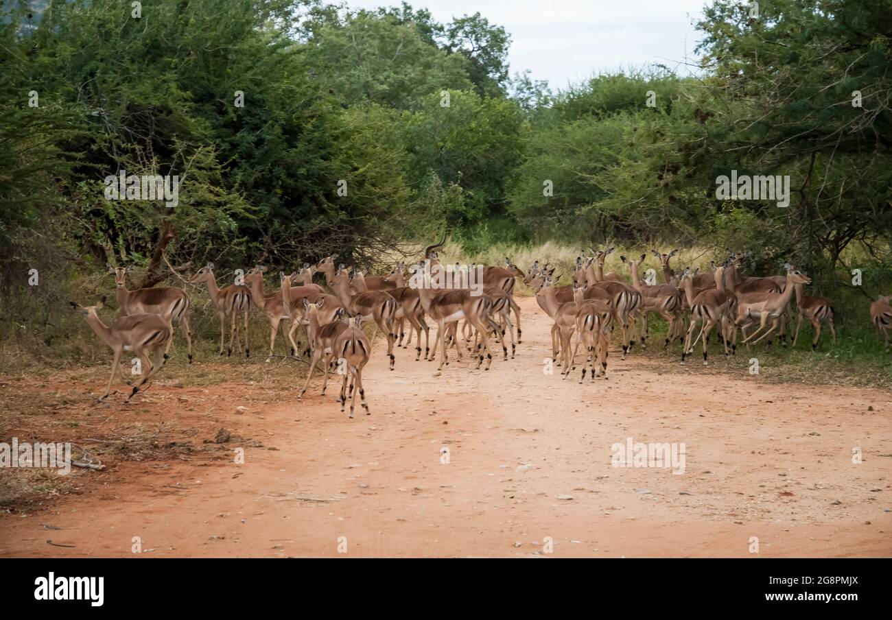 Antelope herd , Kruger National Park, South Africa Stock Photo