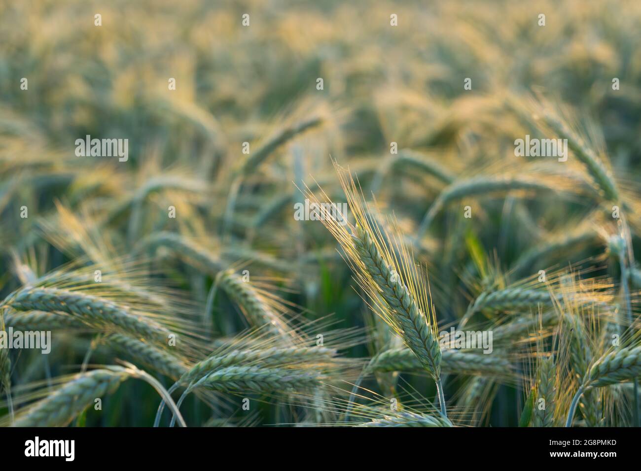 grain field in warm sunlight close-up of golden wheat ears in nature Stock Photo