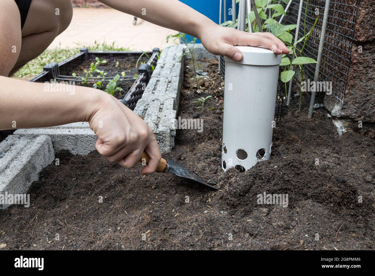 Person installing worm tower into soil in garden for organic composing Stock Photo