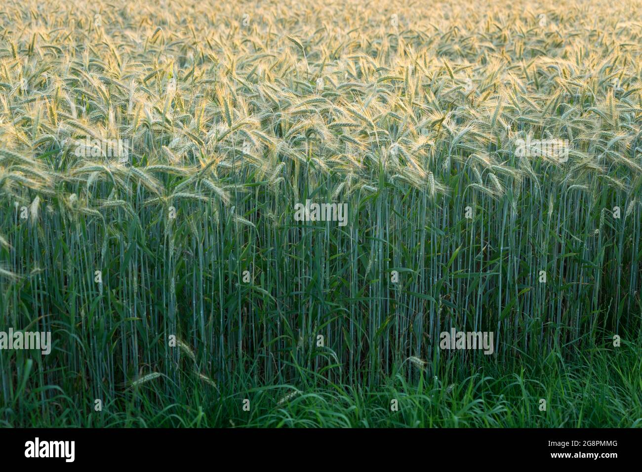grain field in warm sunlight golden wheat ears in nature Stock Photo