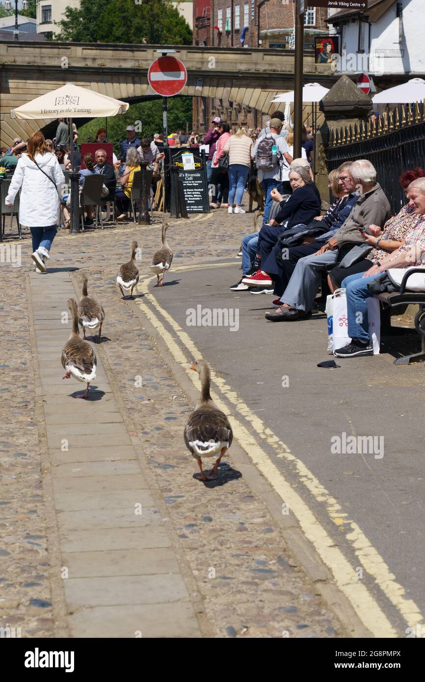Five adult Greylag Geese passing by rows of people sitting on the seats beside King Street, York, North Yorkshire, England, UK. Stock Photo