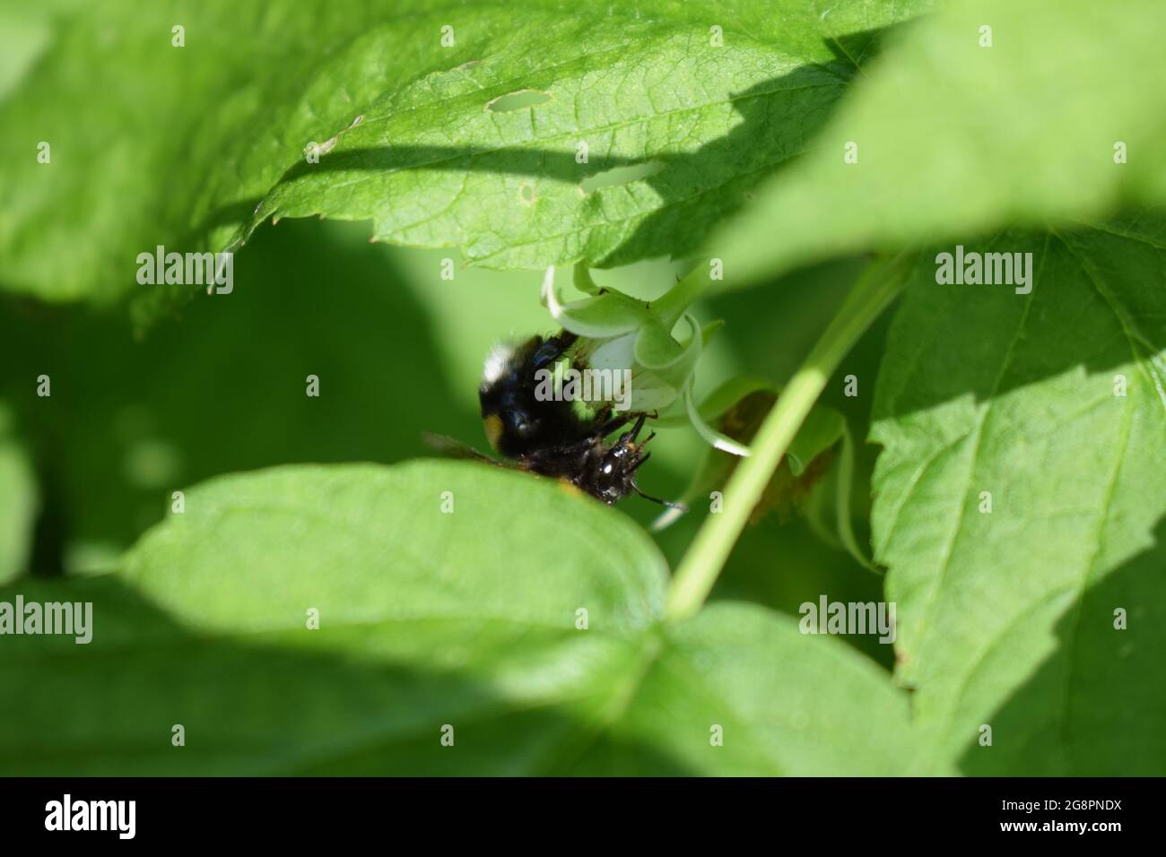 bumblebee on raspberry plant Stock Photo Alamy