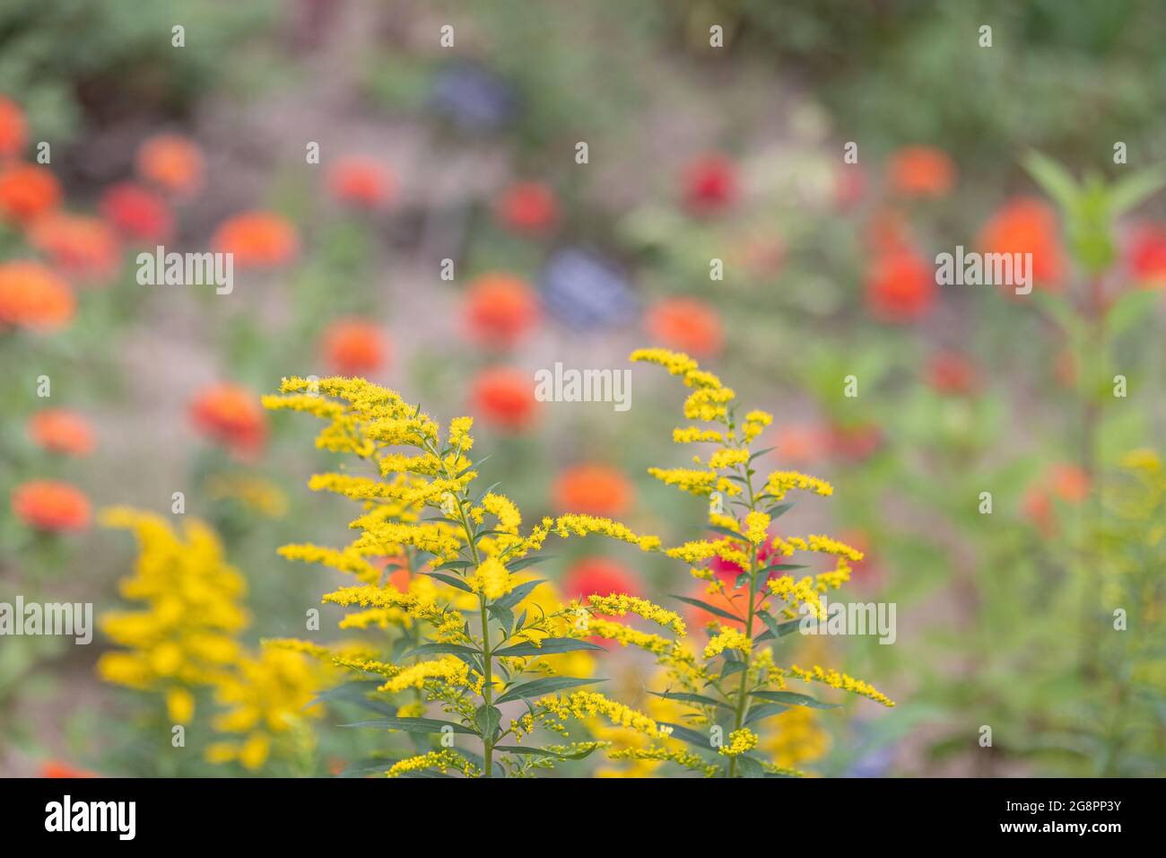 Beautiful colorful bokeh hi-res stock photography and images - Alamy