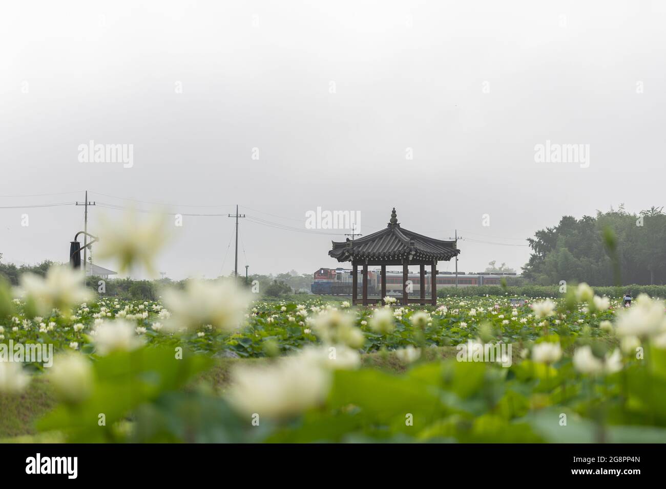 beautiful lotus pond running train background, Gyeongju, Korea Stock Photo