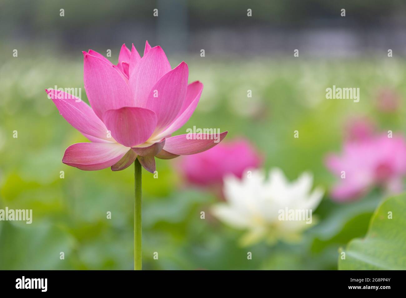 beautiful pink lotus flower in lotus pond, Gyeongju, Korea Stock Photo