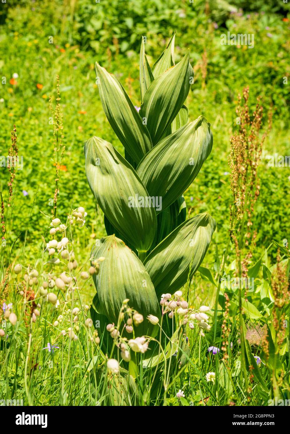 Veratrum lobelianum or White hellebore growing in natural habitat, Rila Nature Reserve and National Park, Rila Mountains, Bulgaria, Balkans Stock Photo