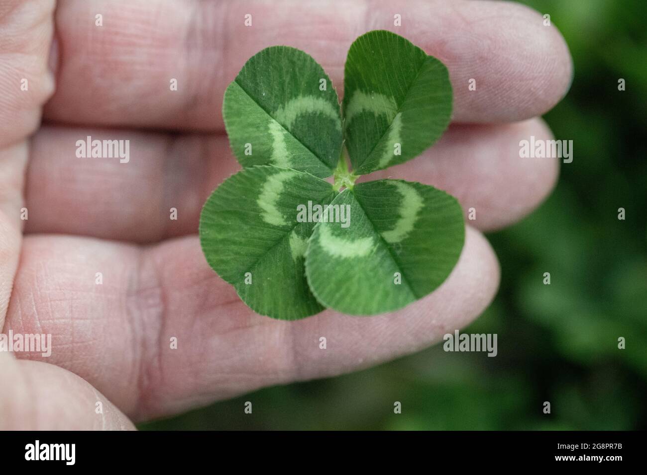 A single four leafed white clover, trifolium repens freshly picked and held inbetween fingers of a womans hand, landscape Stock Photo