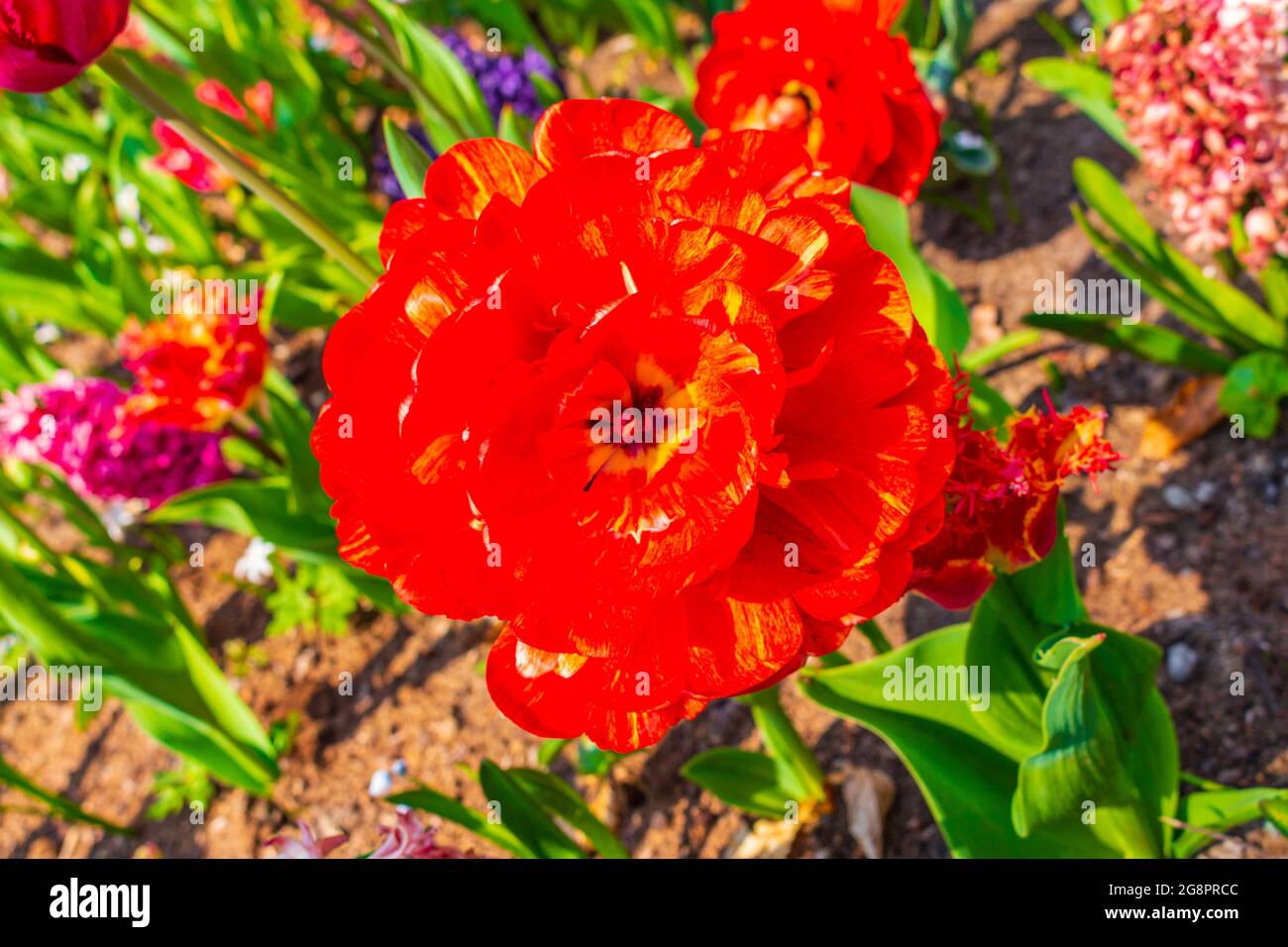 Many colorful tulips and daffodils in Keukenhof tulip park in Lisse ...