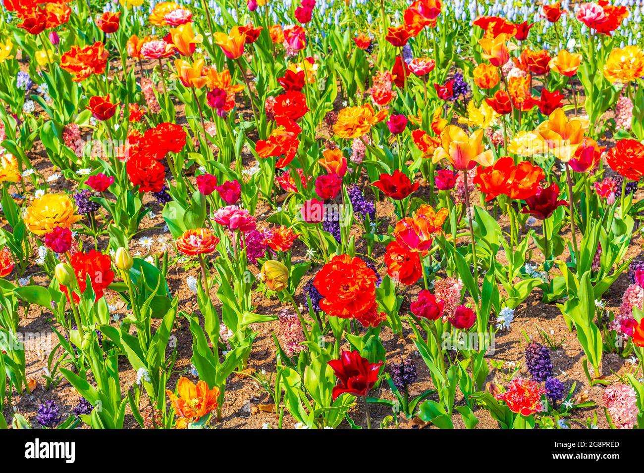 Many colorful tulips and daffodils in Keukenhof tulip park in Lisse ...