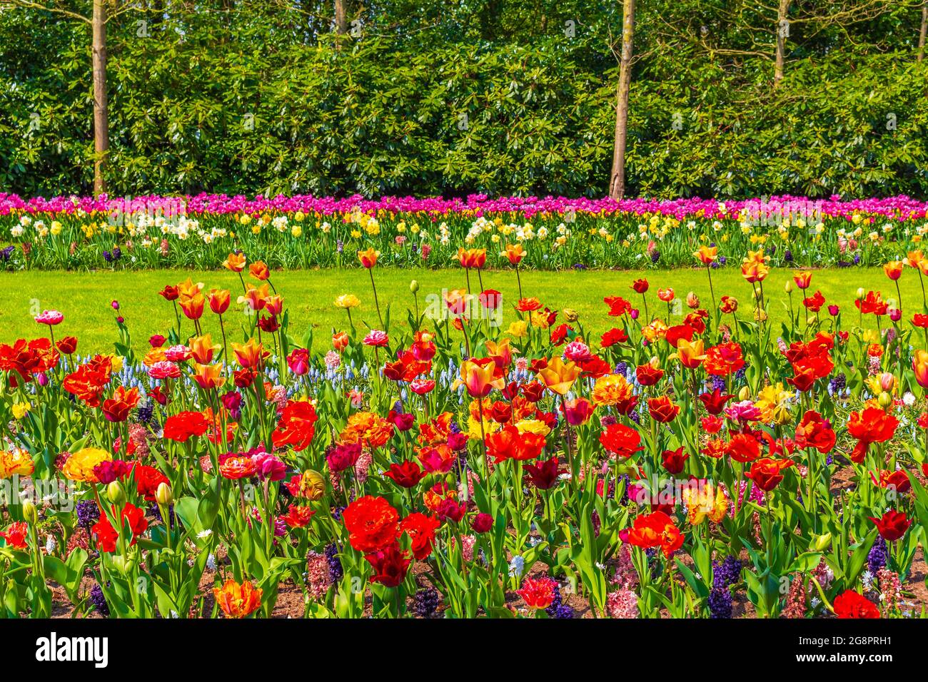 Many colorful tulips and daffodils in Keukenhof tulip park in Lisse ...