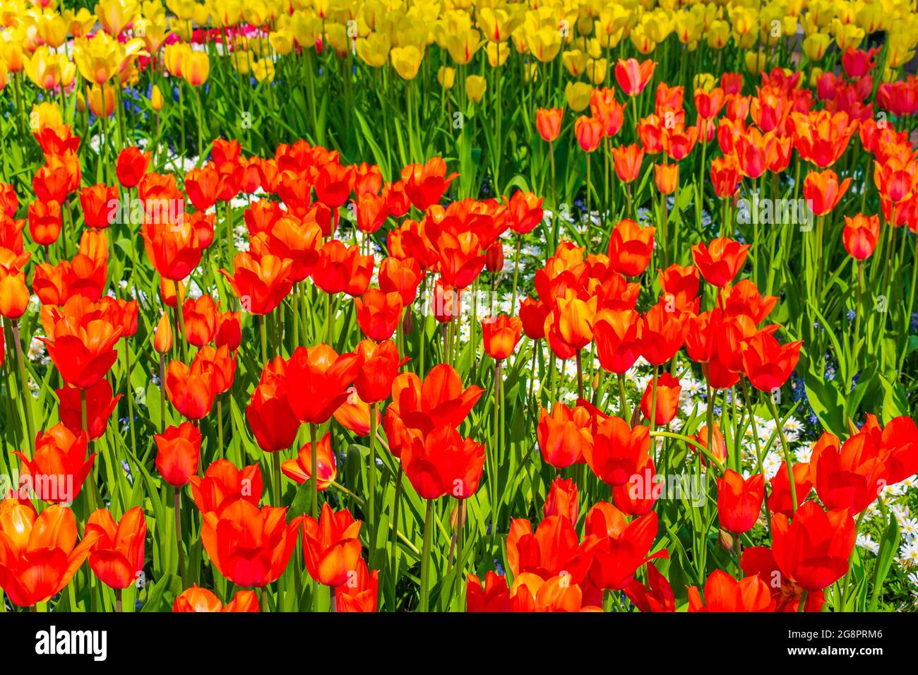 Many colorful tulips and daffodils in Keukenhof tulip park in Lisse ...