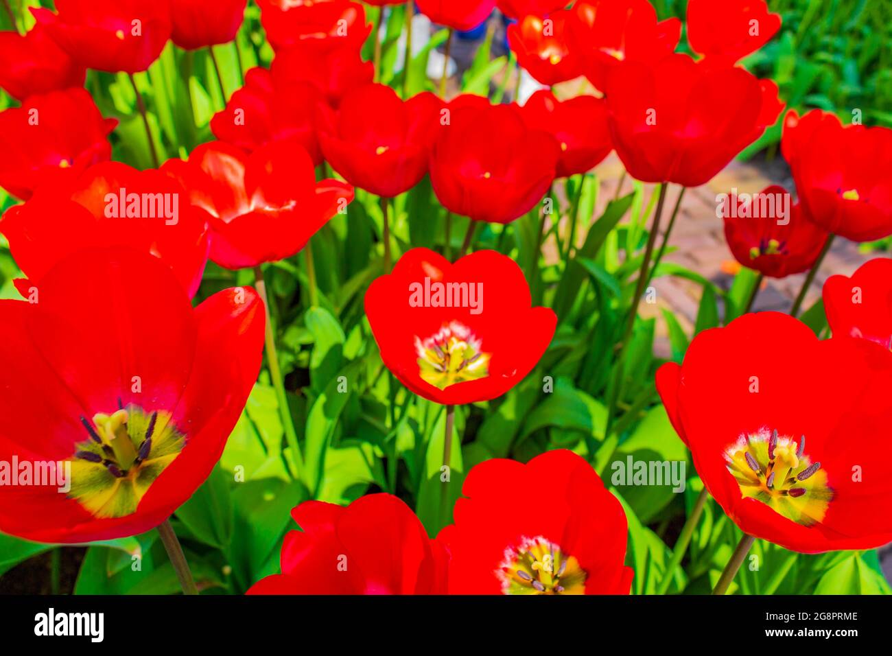 Many colorful tulips and daffodils in Keukenhof tulip park in Lisse ...