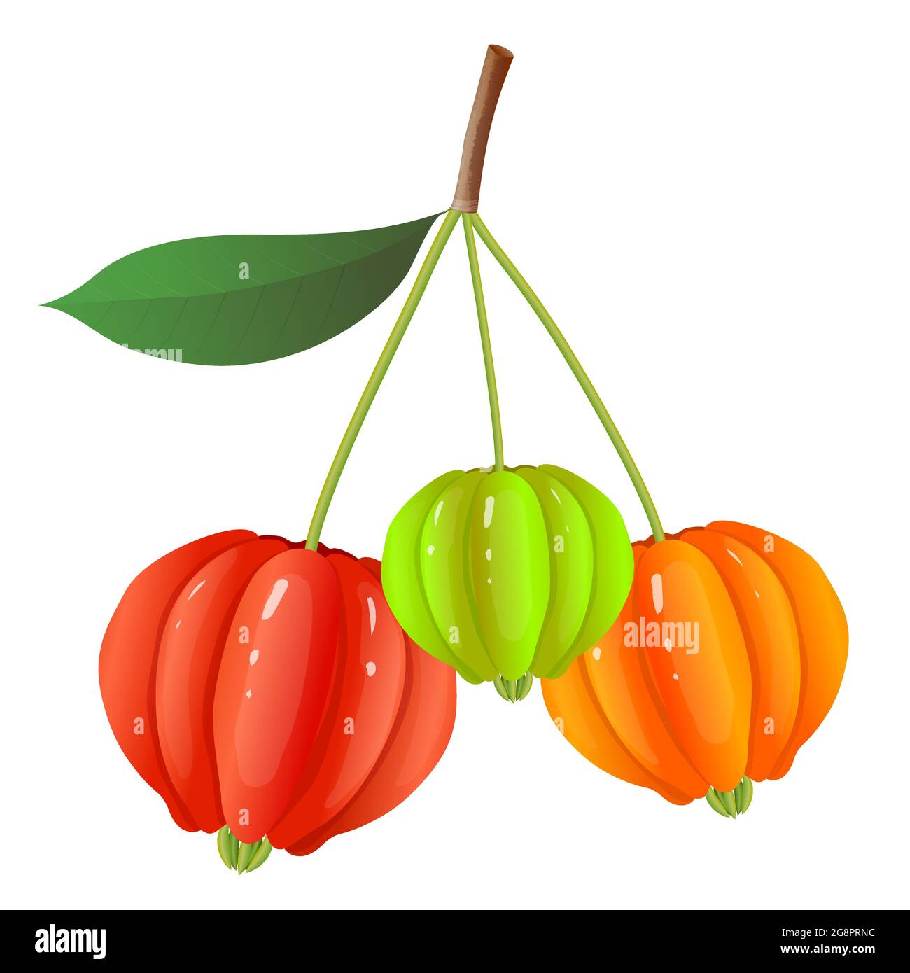 Berry Fruits, vector realistic Illustration of colorful Pitanga, Suriname Cherry, Brazilian Cherry or Eugenia Uniflora Fruits on a branch, Isolated Stock Vector
