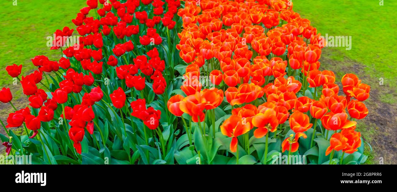 Many colorful tulips and daffodils in Keukenhof tulip park in Lisse ...