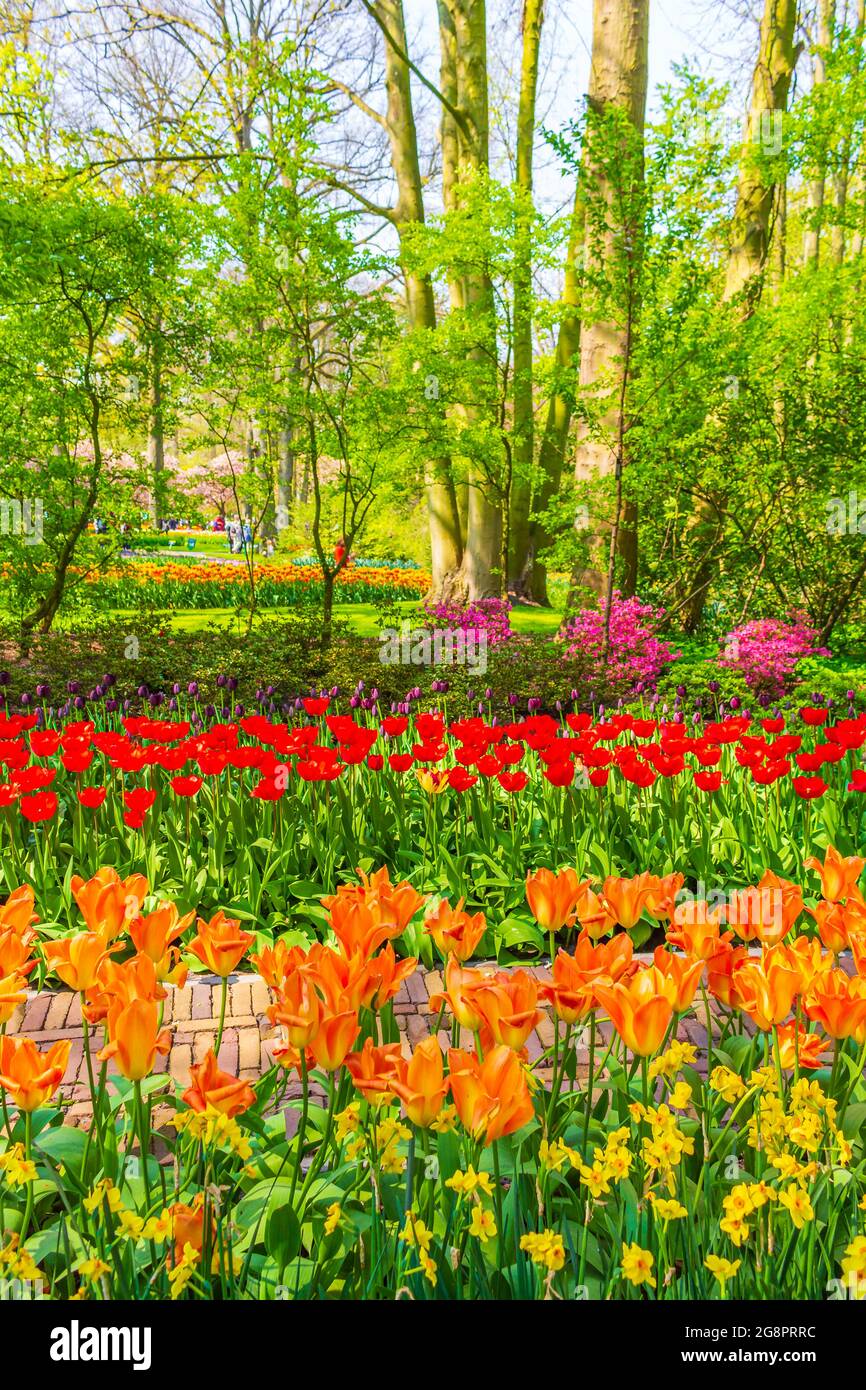Many colorful tulips and daffodils in Keukenhof tulip park in Lisse ...