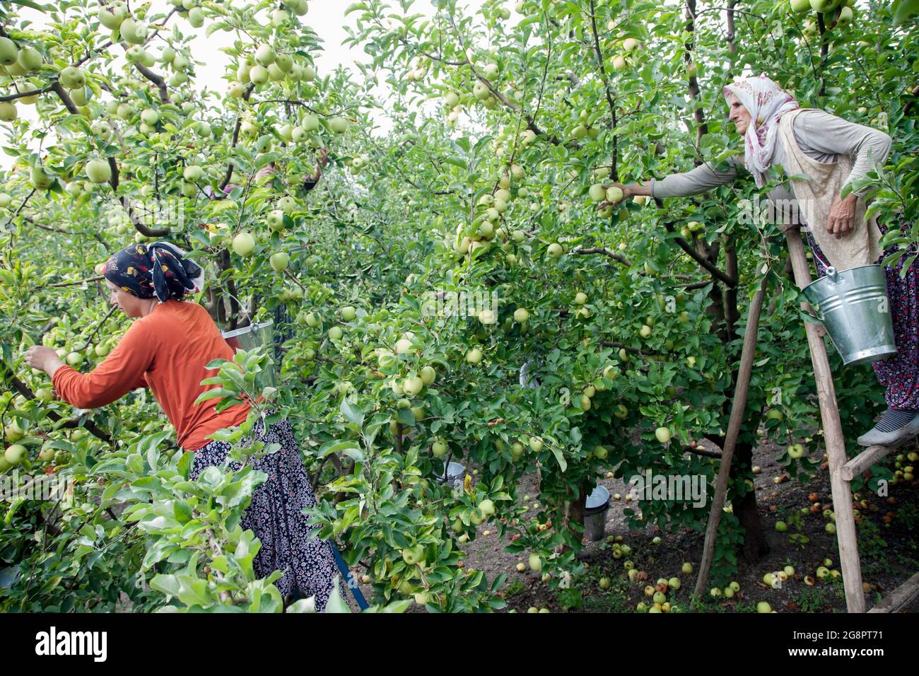 Women picking apples hires stock photography and images Alamy