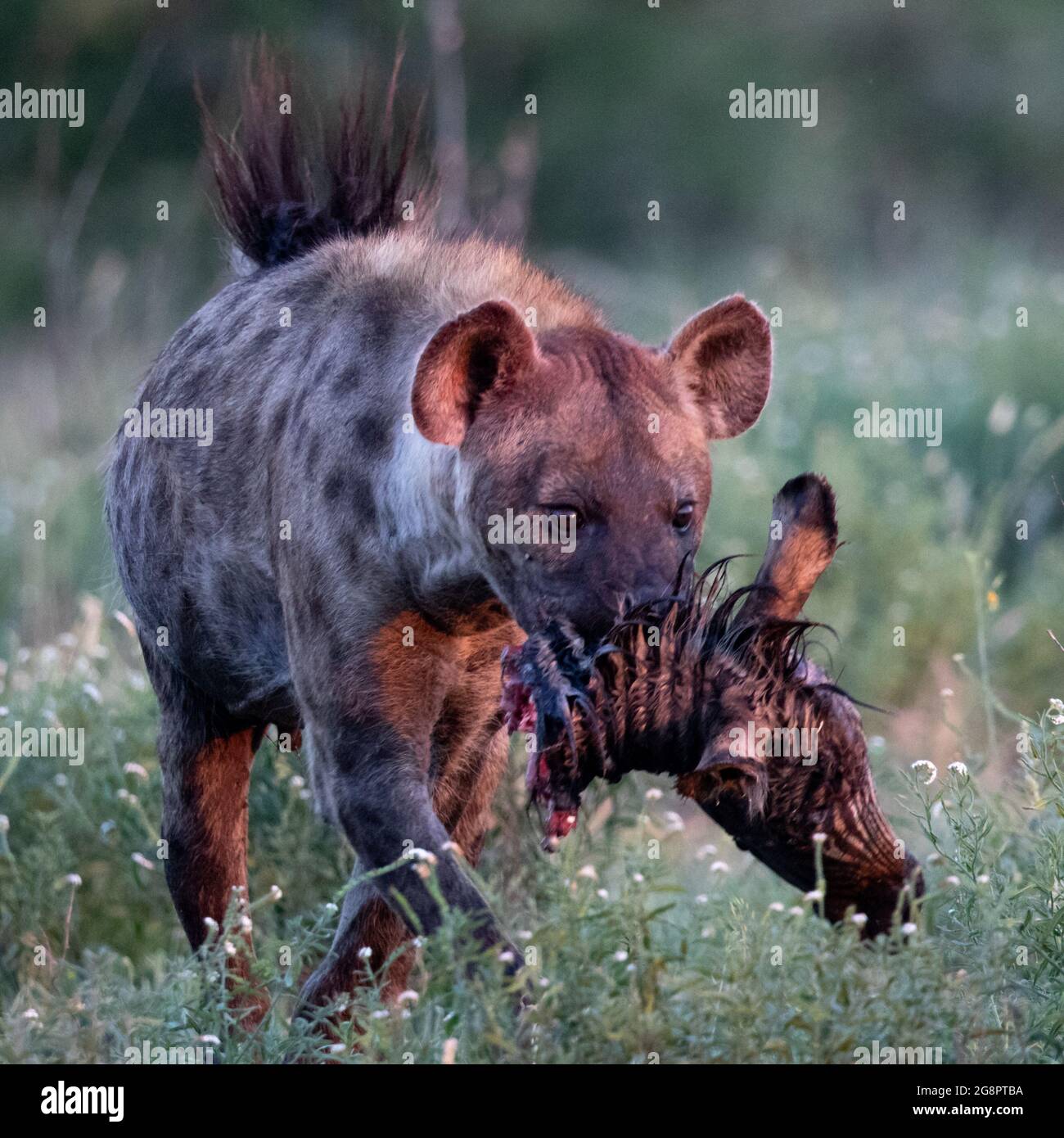 Animals gory hi-res stock photography and images - Alamy Animals gory hi-res stock photography and images - Alamy