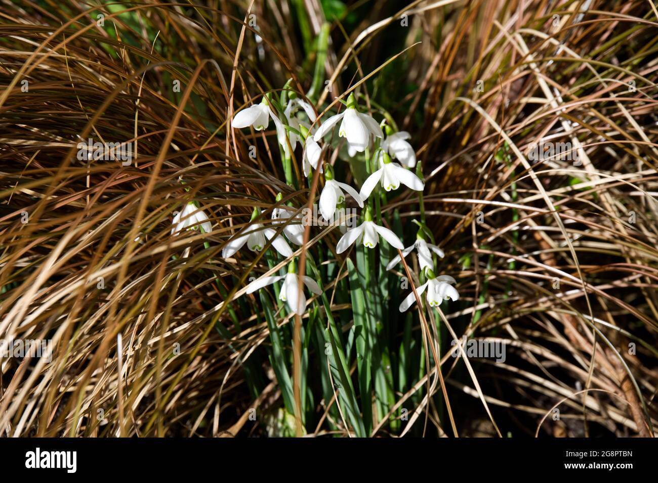 Snowdrops (Galanthus nivalis) surrounded by bronze grass (carex) in a winter garden February UK Stock Photo
